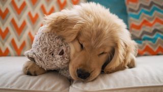 Puppy with toy