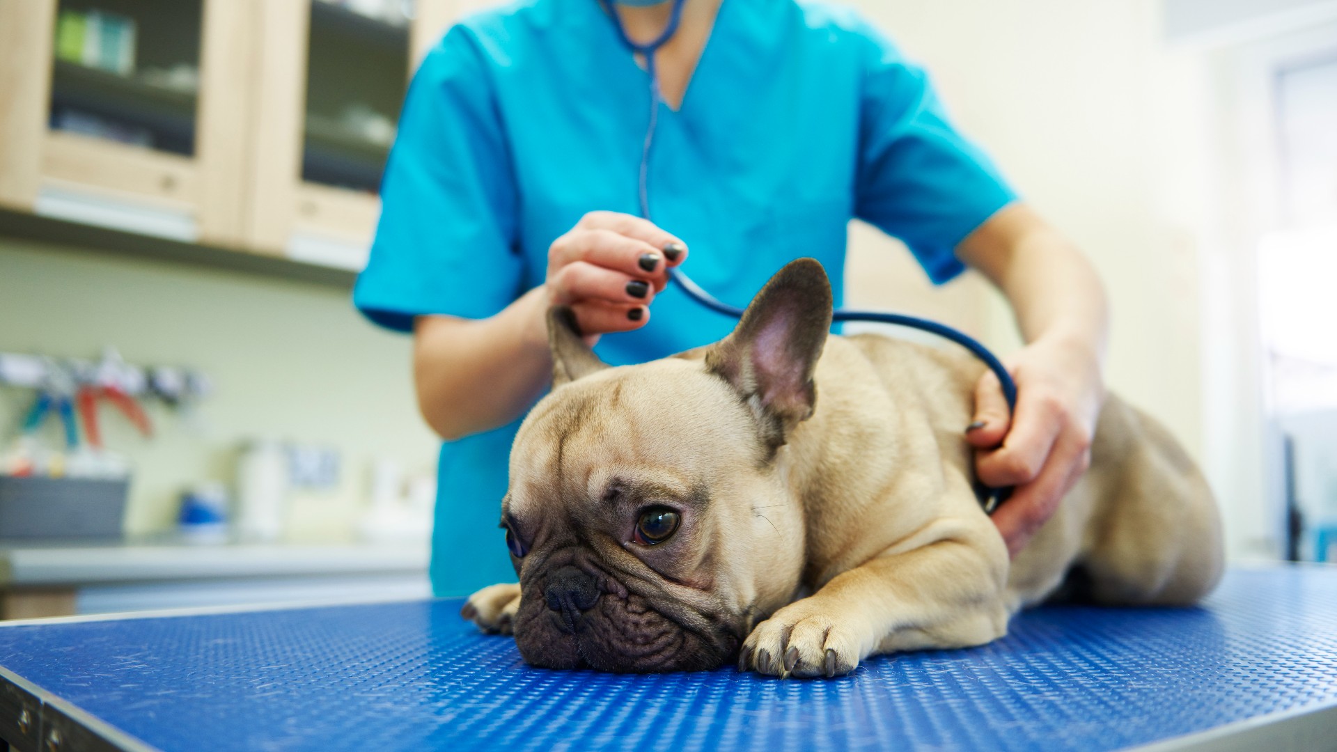 Female veterinarian examines a french bulldog that is sat on an examination table at the veterinary surgery