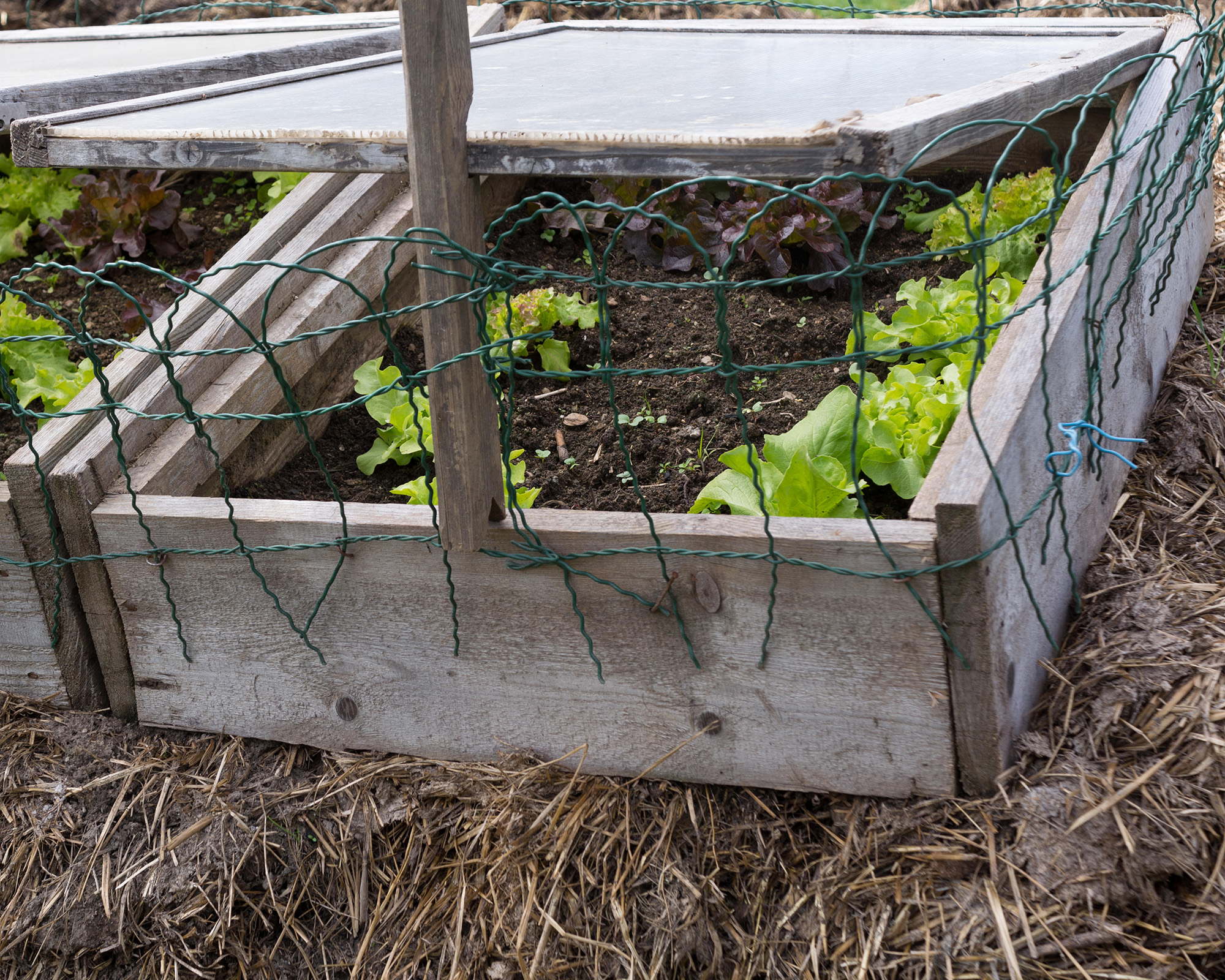 salad leaves growing in a cold frame