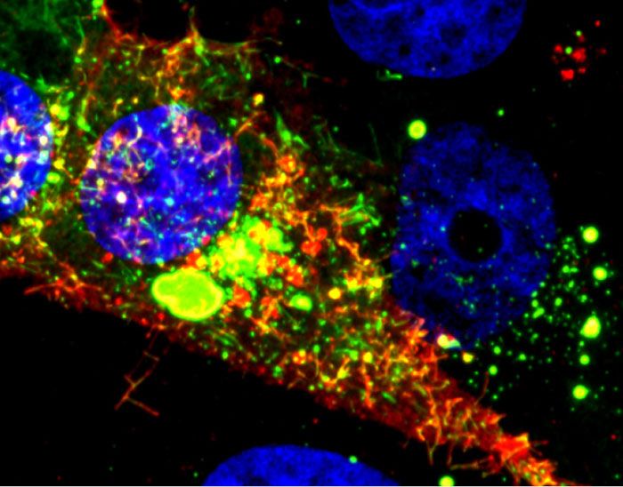 Fluorescent probe of RSV-infected RNA