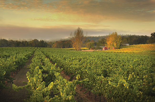 Westside Farms vineyards