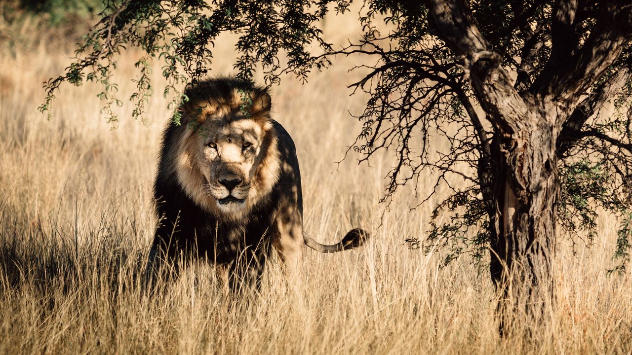 Black-maned Kalahari lion