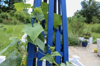 Closeup of cucumber plant tied to a blue trellis