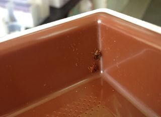 Researchers showed that the tropical bed bug Cimex hemipterus can readily climb out of smooth-walled pitfall traps.