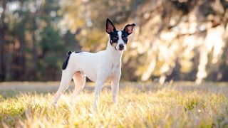 Rat terrier