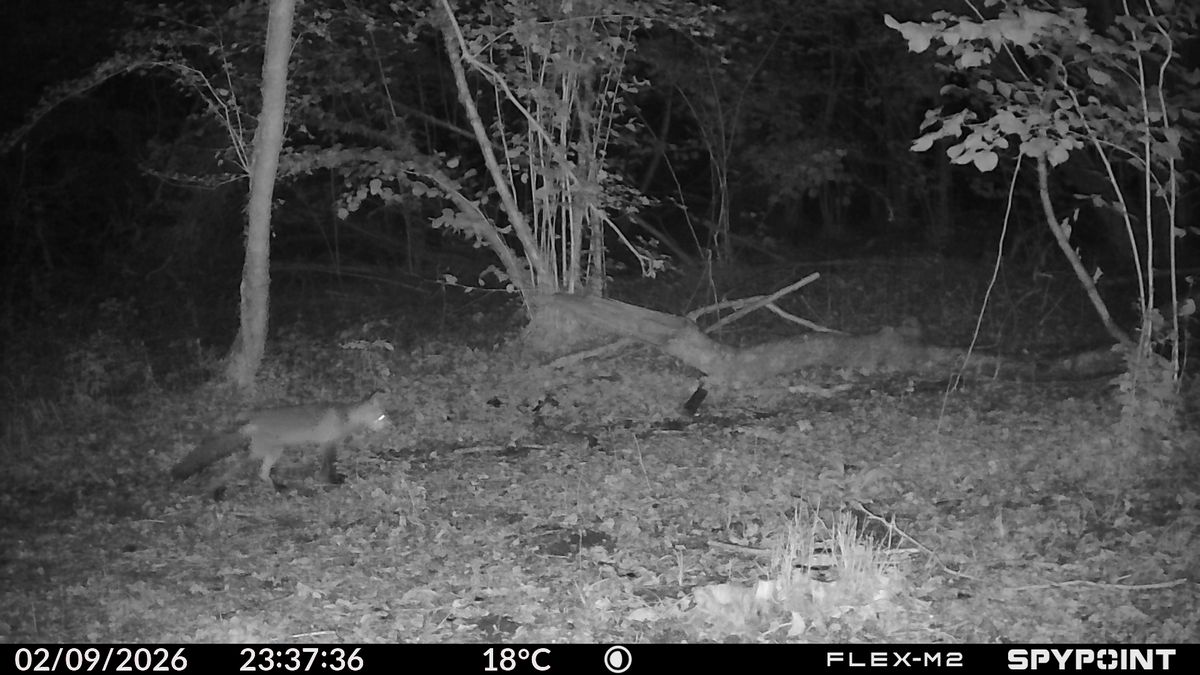Sample images from the Spypoint FLEX-M2 trail camera