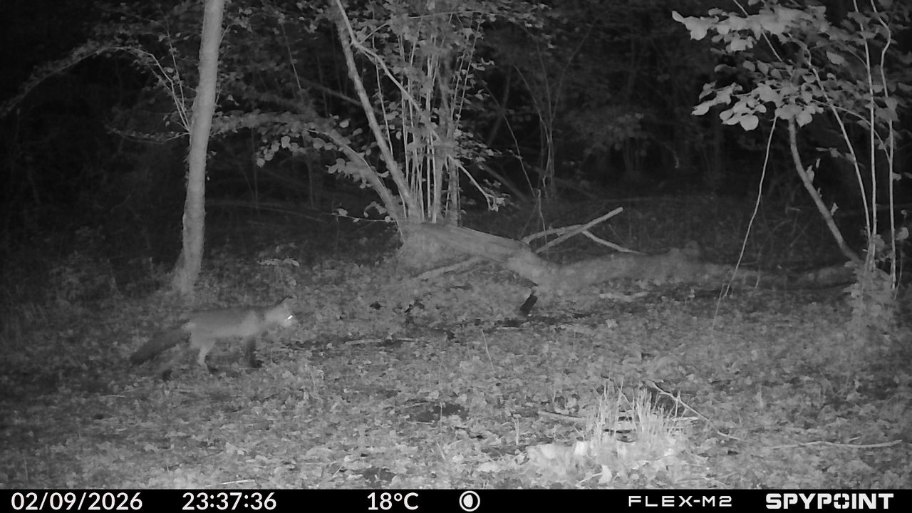 Sample images from the Spypoint FLEX-M2 trail camera