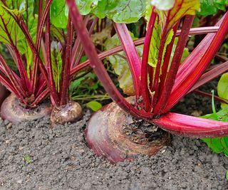 baby beets ready for lifting