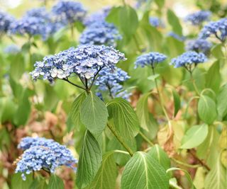 Hydrangea with drooping leaves