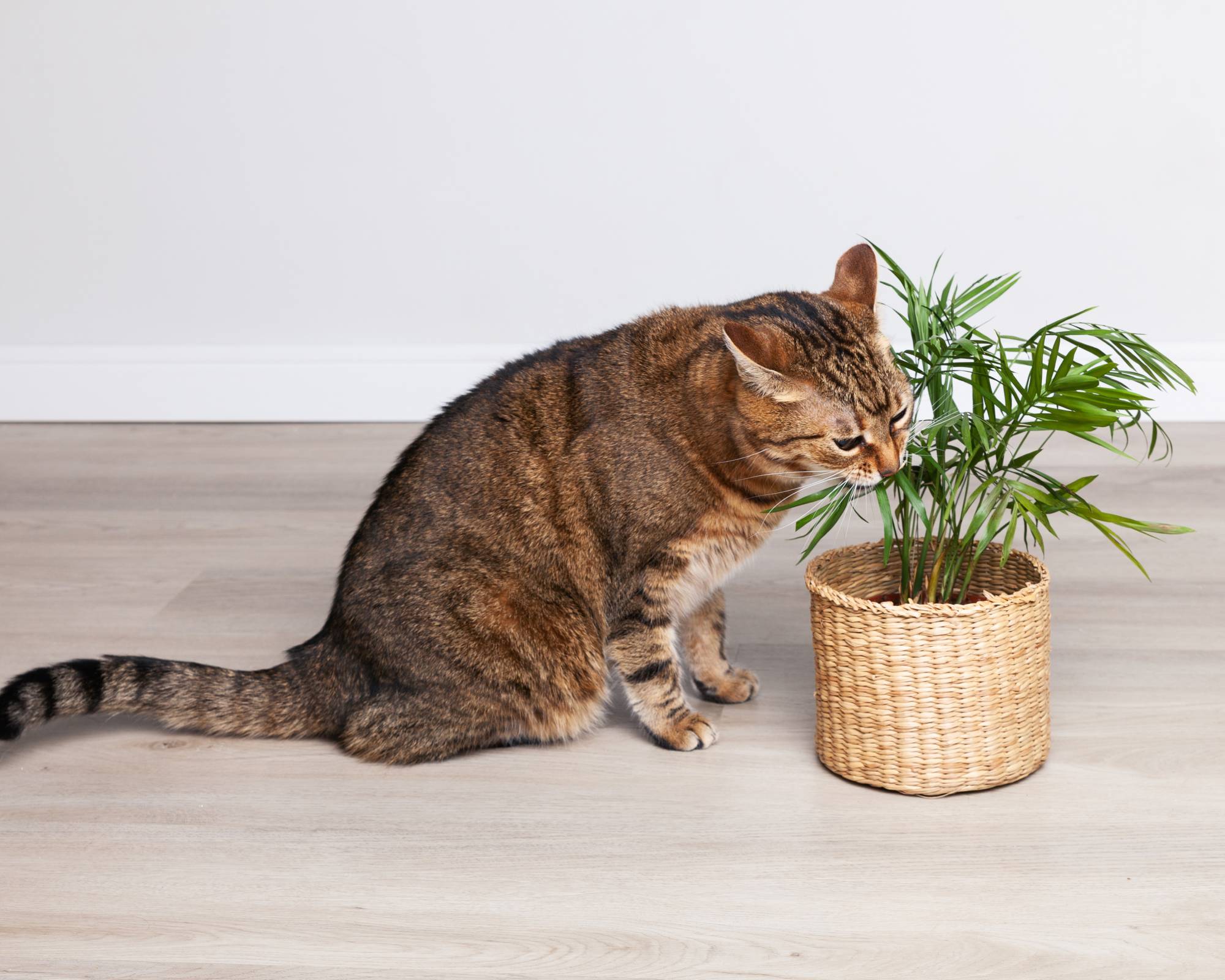 Cat eating parlor palm