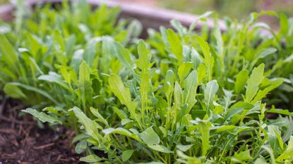 Green young organic arugula grows on a bed in the ground