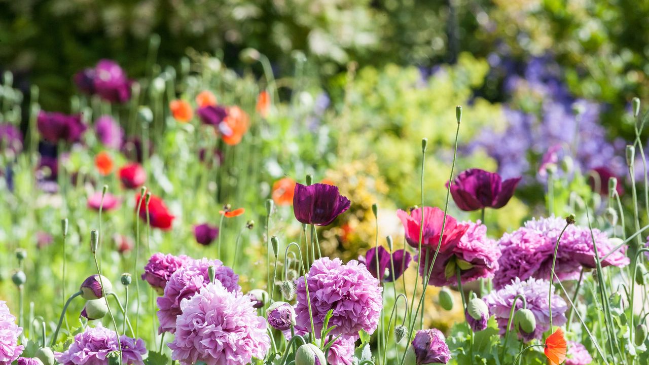 how to start a flower garden