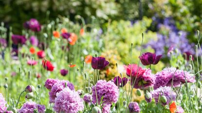 flower garden in summer