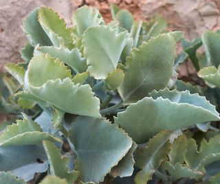 velvet leaf kalanchoe growing in rockery