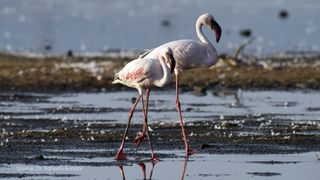 The lesser flamingo gains its rosy red hue from the bacteria it eats, an algal growth that can be seen from space.