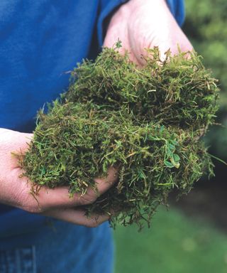 gardener holding moss removed from a lawn