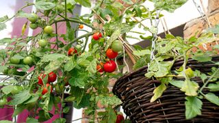 Tomato Plant Growing in Hanging Basket