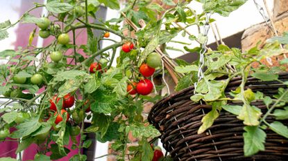 Guide To Designing Your Container Vegetable Garden | Gardening Know How