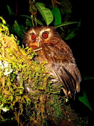 andes species, biodiversity, ecosystems