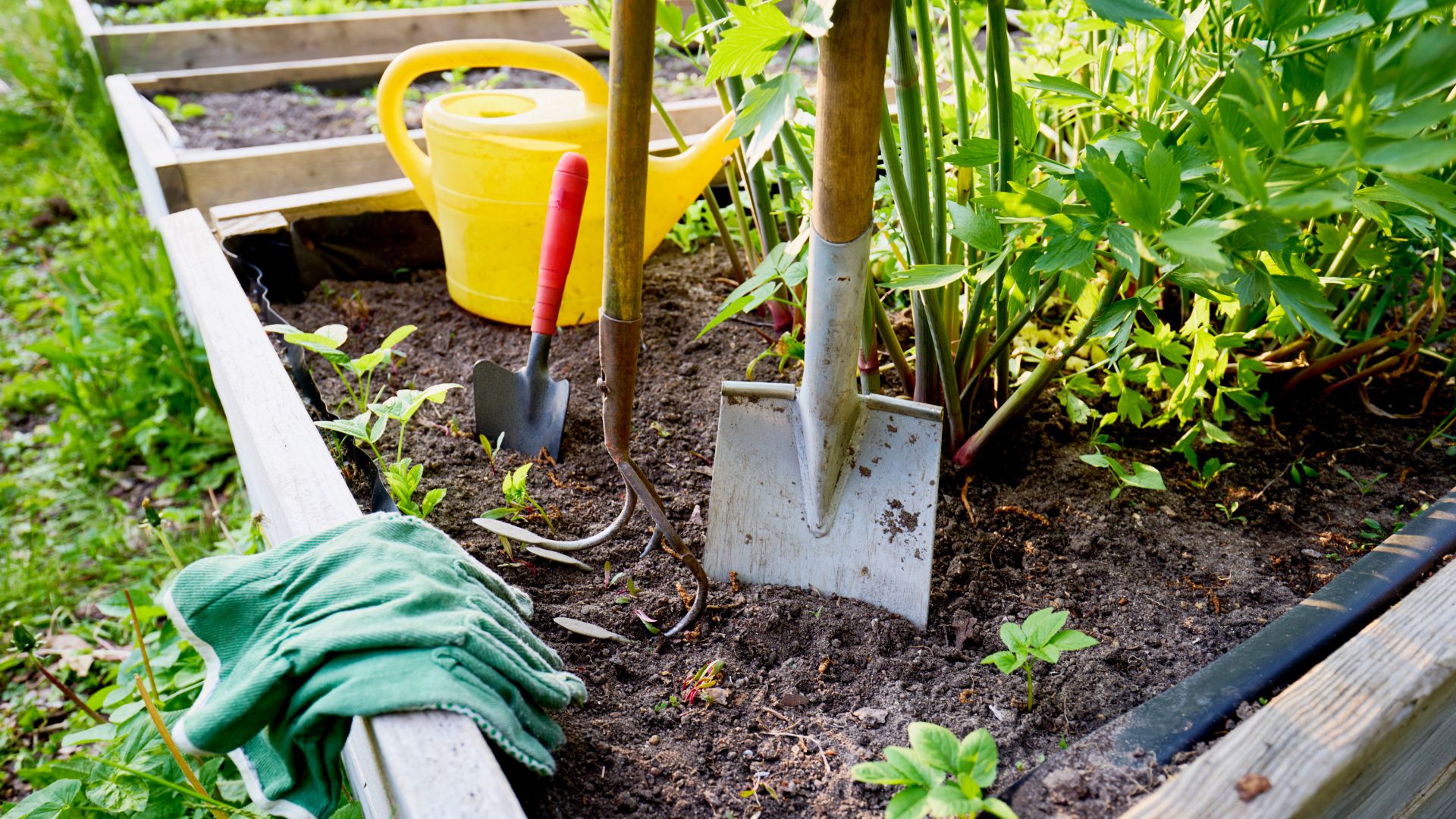 picture of garden tools in a raised bed