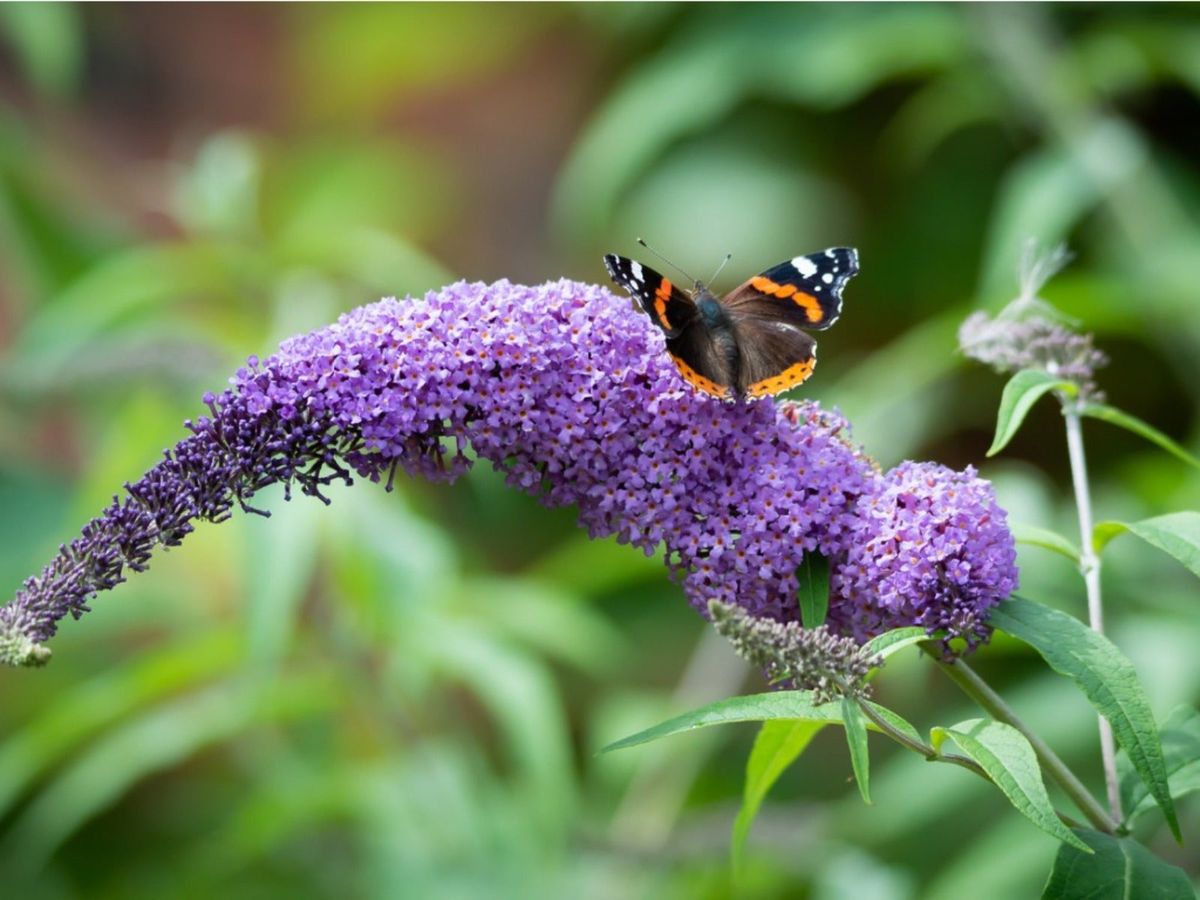 7 Plants to Attract Bumble Bees to the Garden - Minnesota State  Horticultural Society