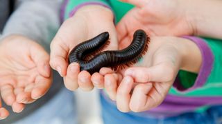 Best exotic pets - kid holding Giant African Millipede