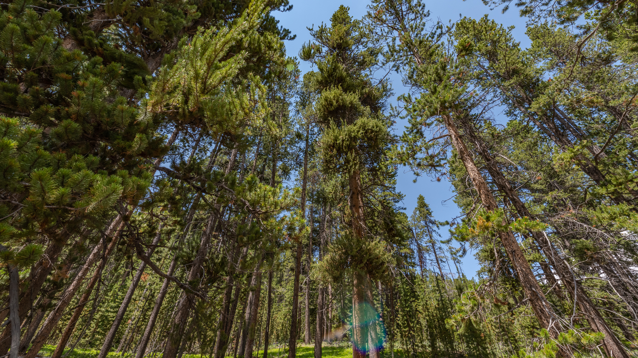 Trees in the Big Horn National Forest