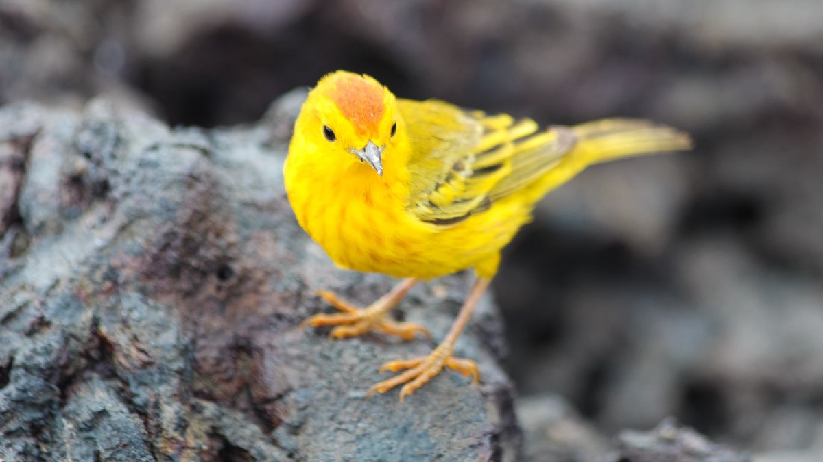 A yellow finch