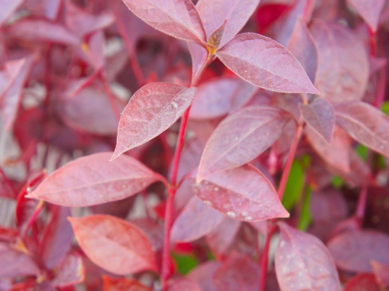 Red Alternanthera Plants