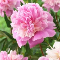 Paeonia lactiflora 'Sorbet' | Peony | £25.99 at Primrose