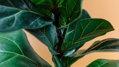 fiddle leaf fig leaves