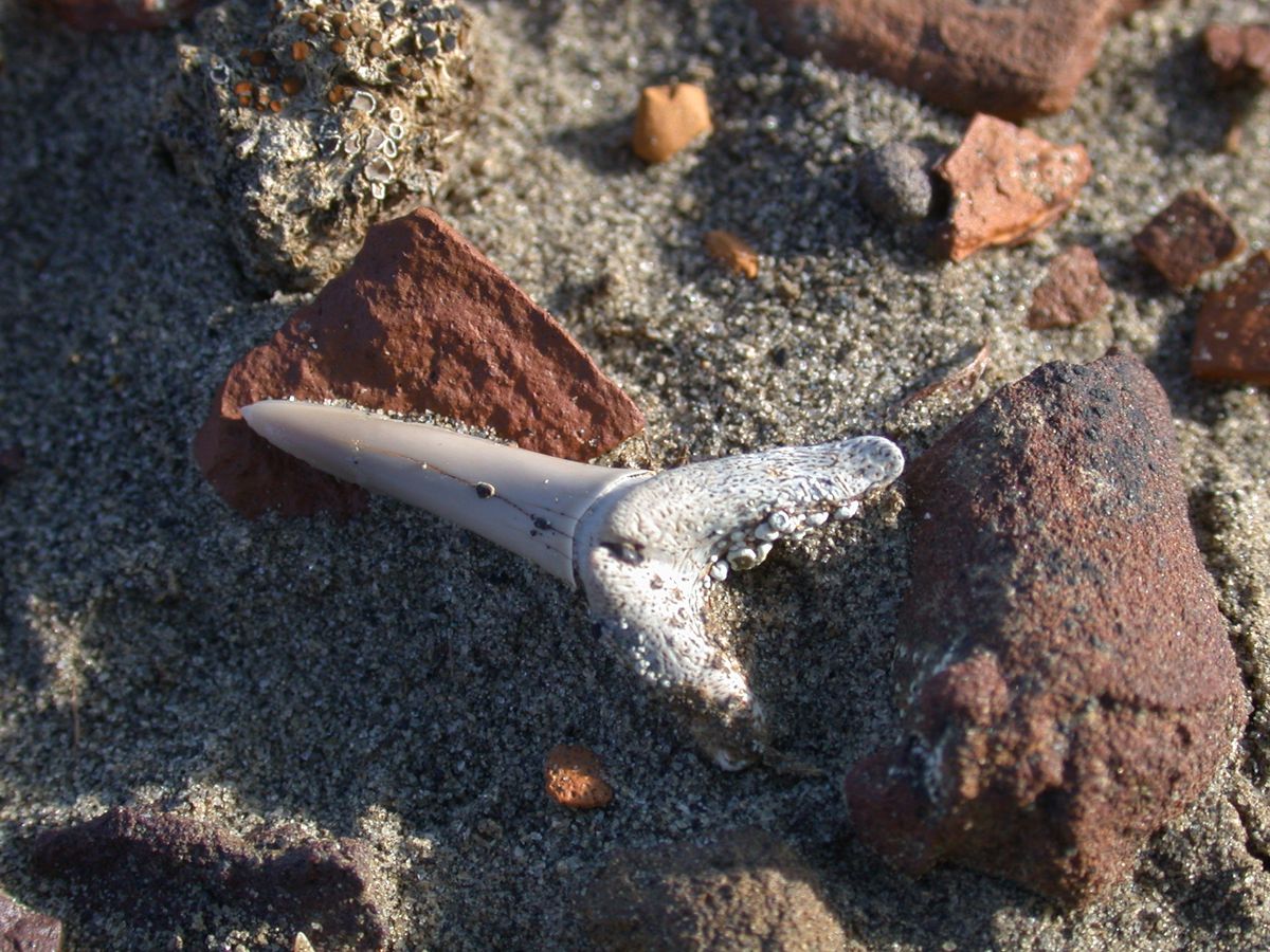 A fossilized shark&#039;s tooth