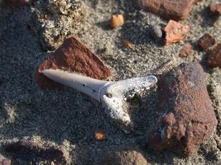 A fossilized shark's tooth