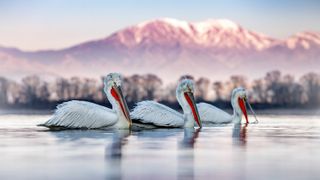How to photograph pelicans from the shore with Sean Weekly