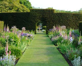 Deep flower bed ideas planted with tall pink foxgloves, either side of a lawn leading to a box hedge.