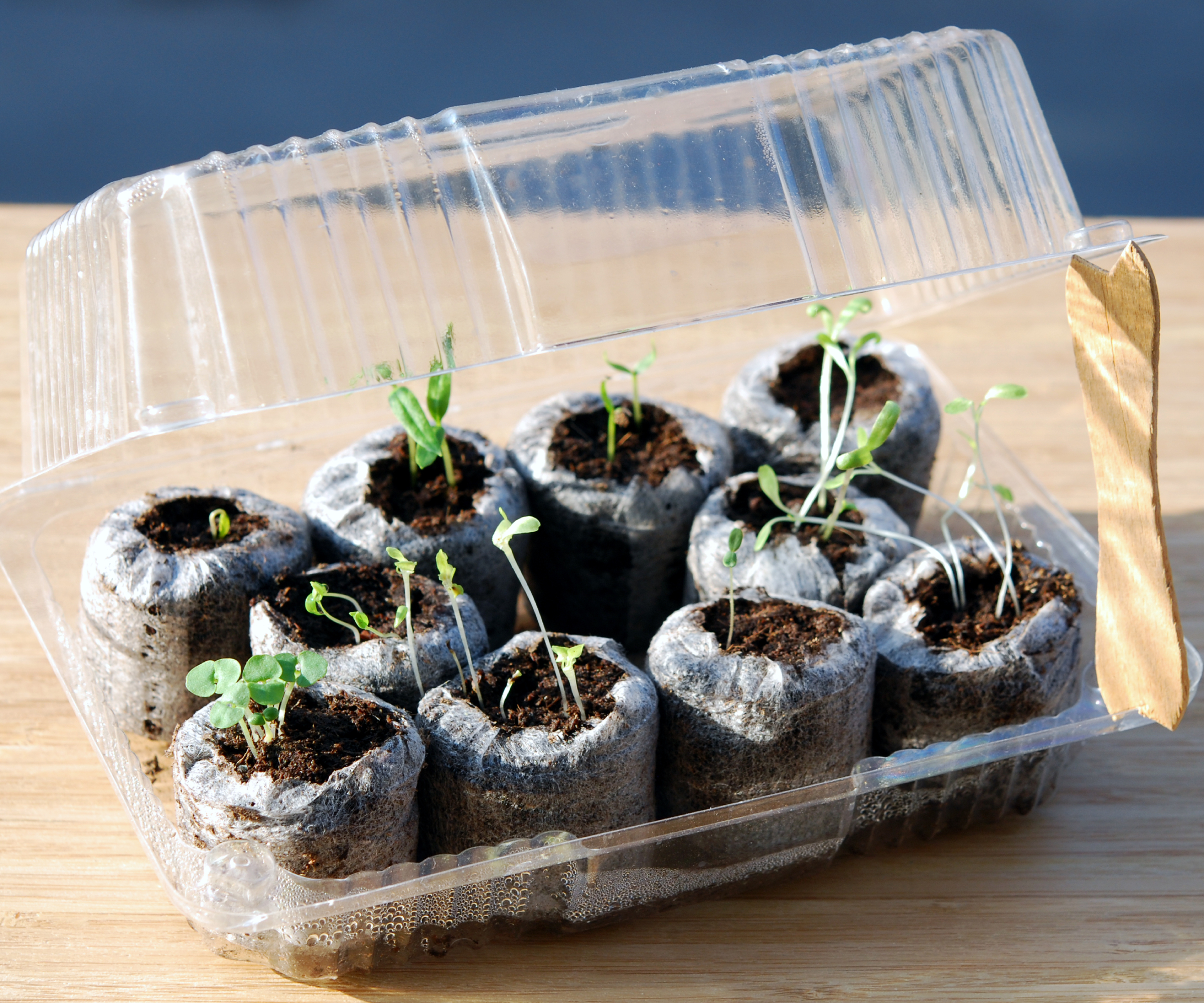Mini greenhouse for seedlings made from recycled plastic box