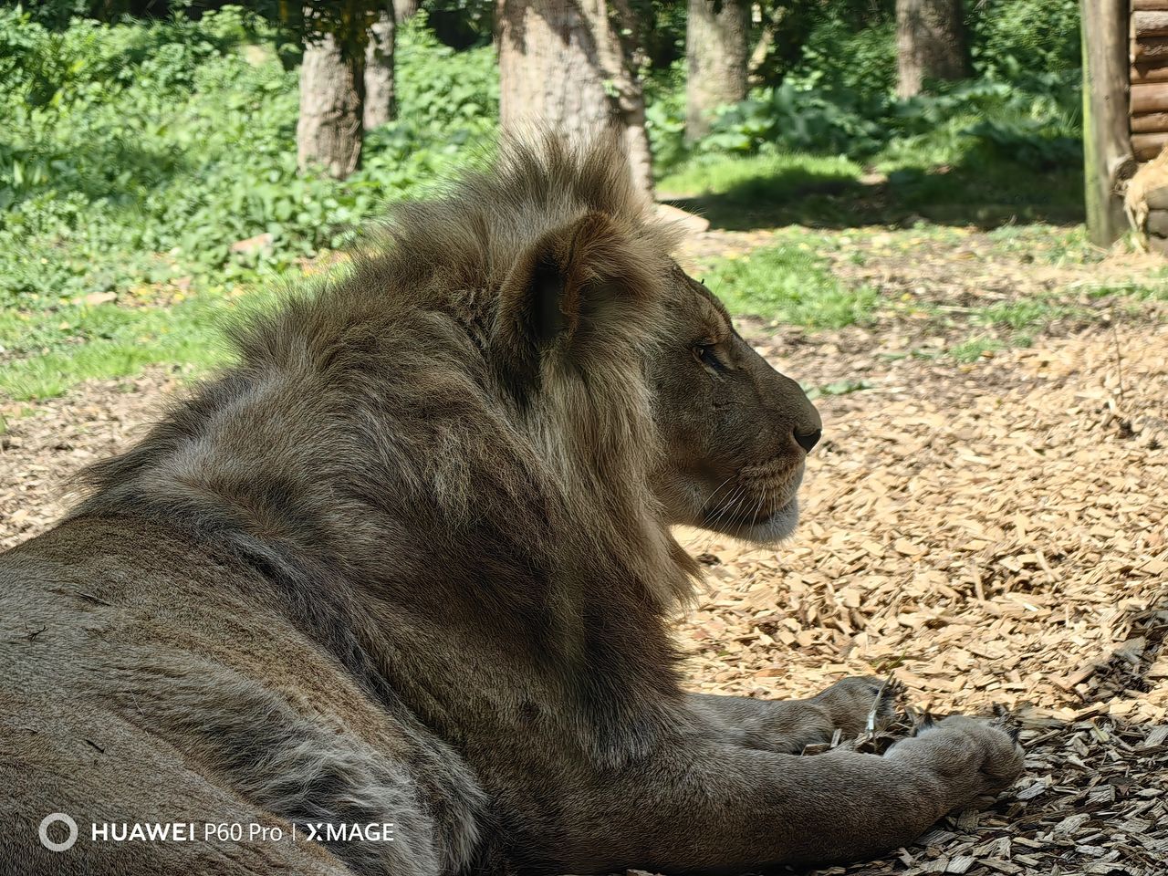 A photo taken on the Huawei P60 Pro's periscope camera