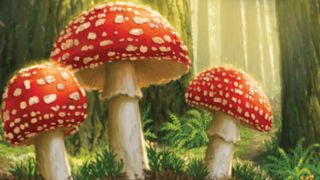 Three mushrooms in a forest, from the cover of the Undergrove board game