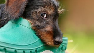 Dog chewing a green shoe
