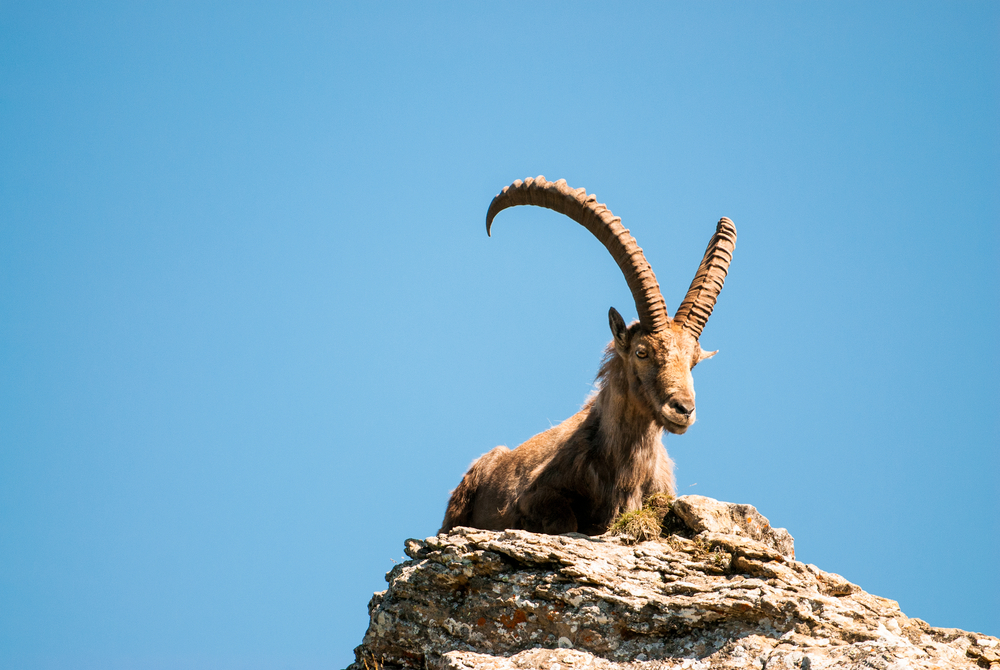 Facts About Ibex | Live Science
