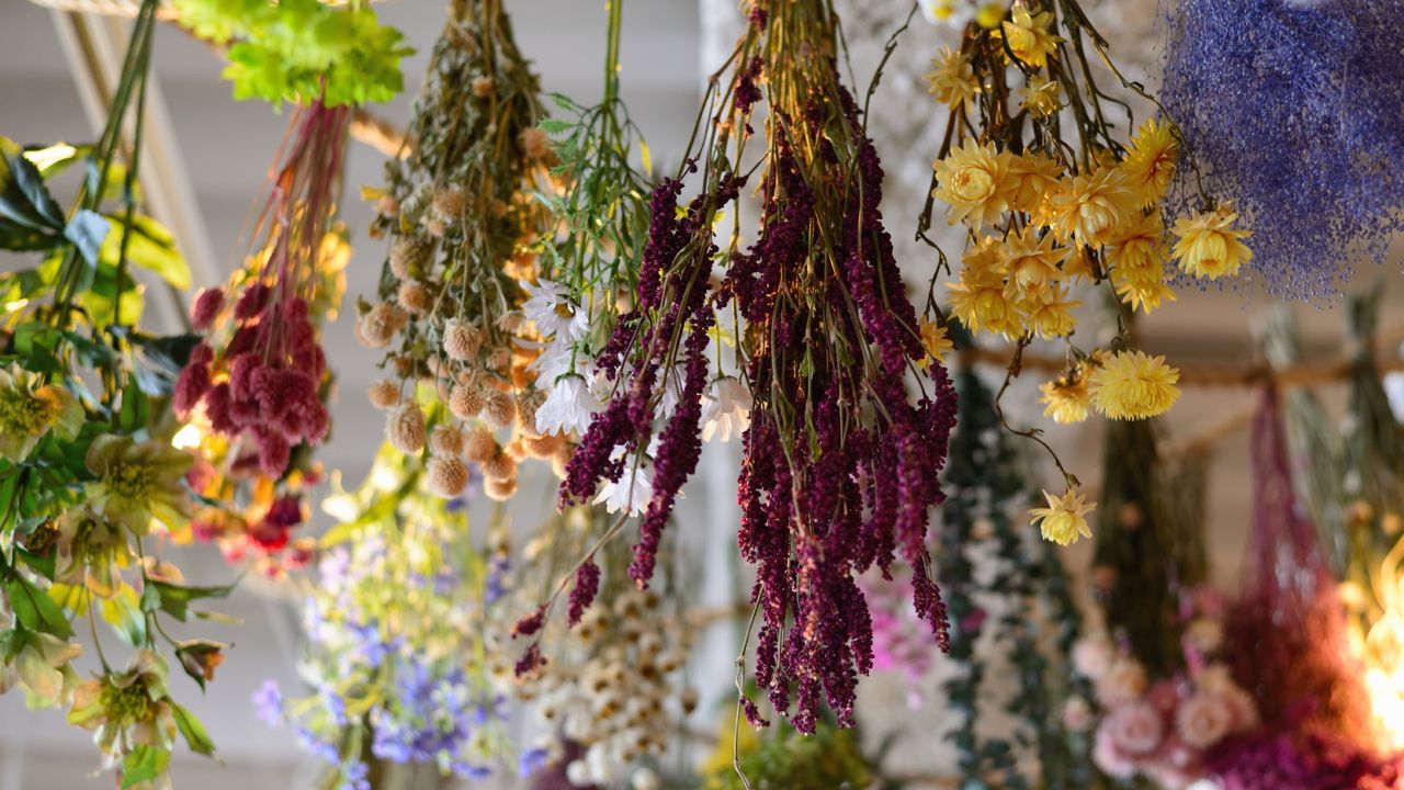 Variety of hanging flowers drying