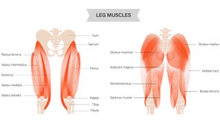 Diagram of glute muscles on white background