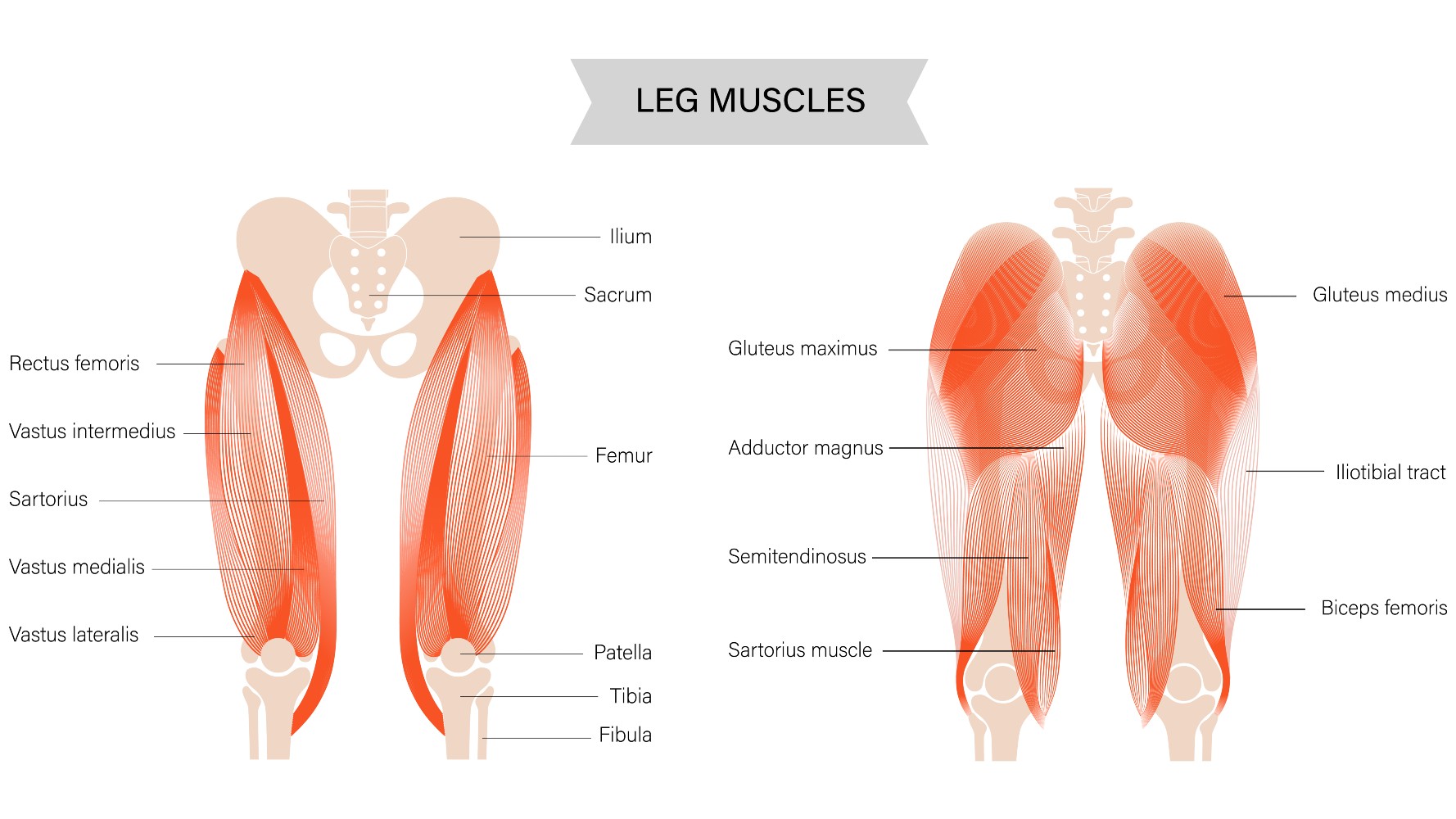 Diagram of glute muscles