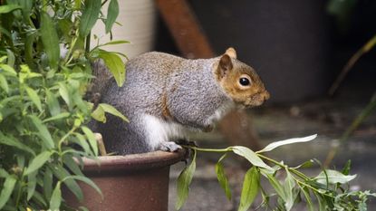 Grey squirrel in plant pot with peppermint