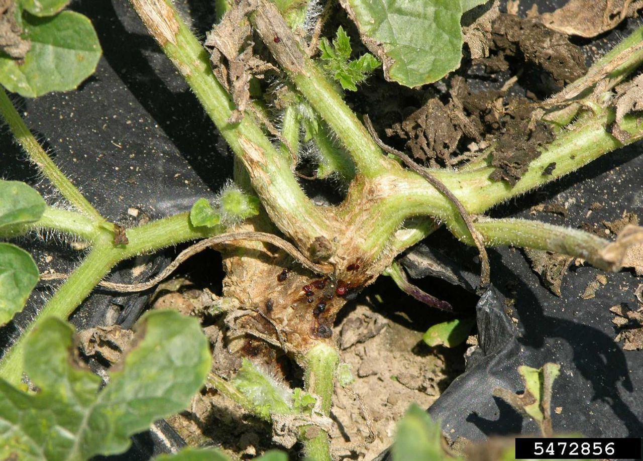 Black Rot Fungus In Cucurbits Plant