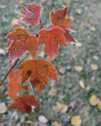 Frost On Maple Tree Leaves