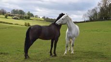Grazing.jpg