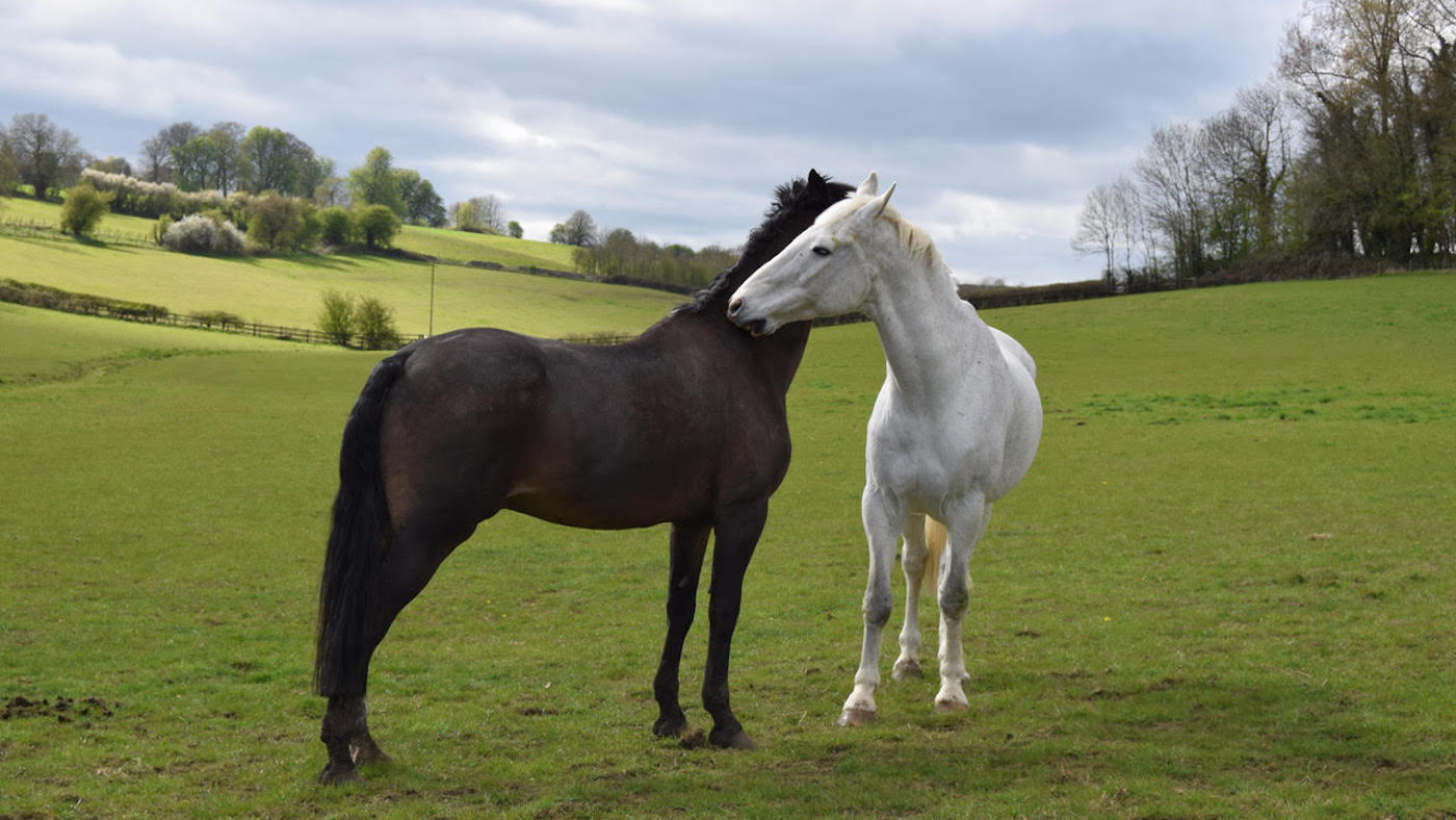 Grazing.jpg