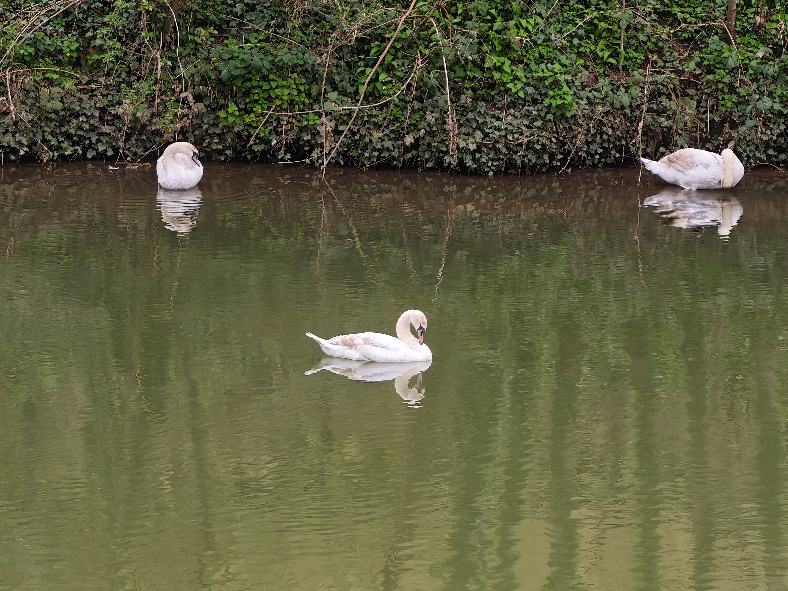 A photo taken for a Leica Leitzphone versus iPhone 17 Pro camera comparison faceoff