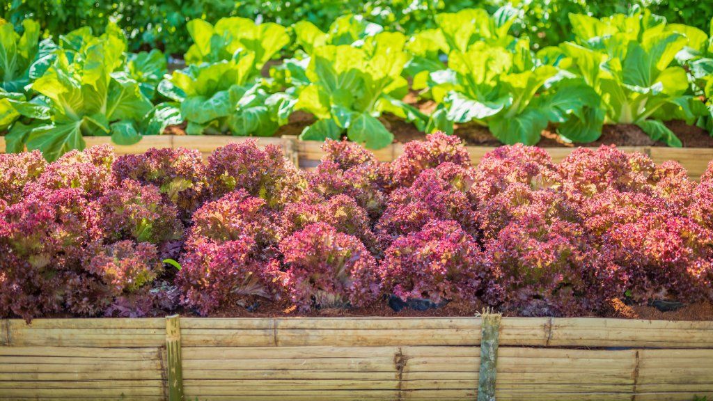 Red lettuce and green lettuce growing